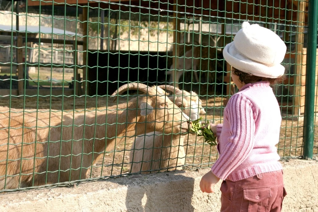 Quinta Pedagógica